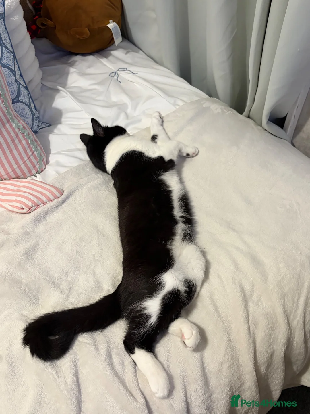 Domestic Shorthair cats for sale:  **  for rehoming  in Cumnock - Advert 2