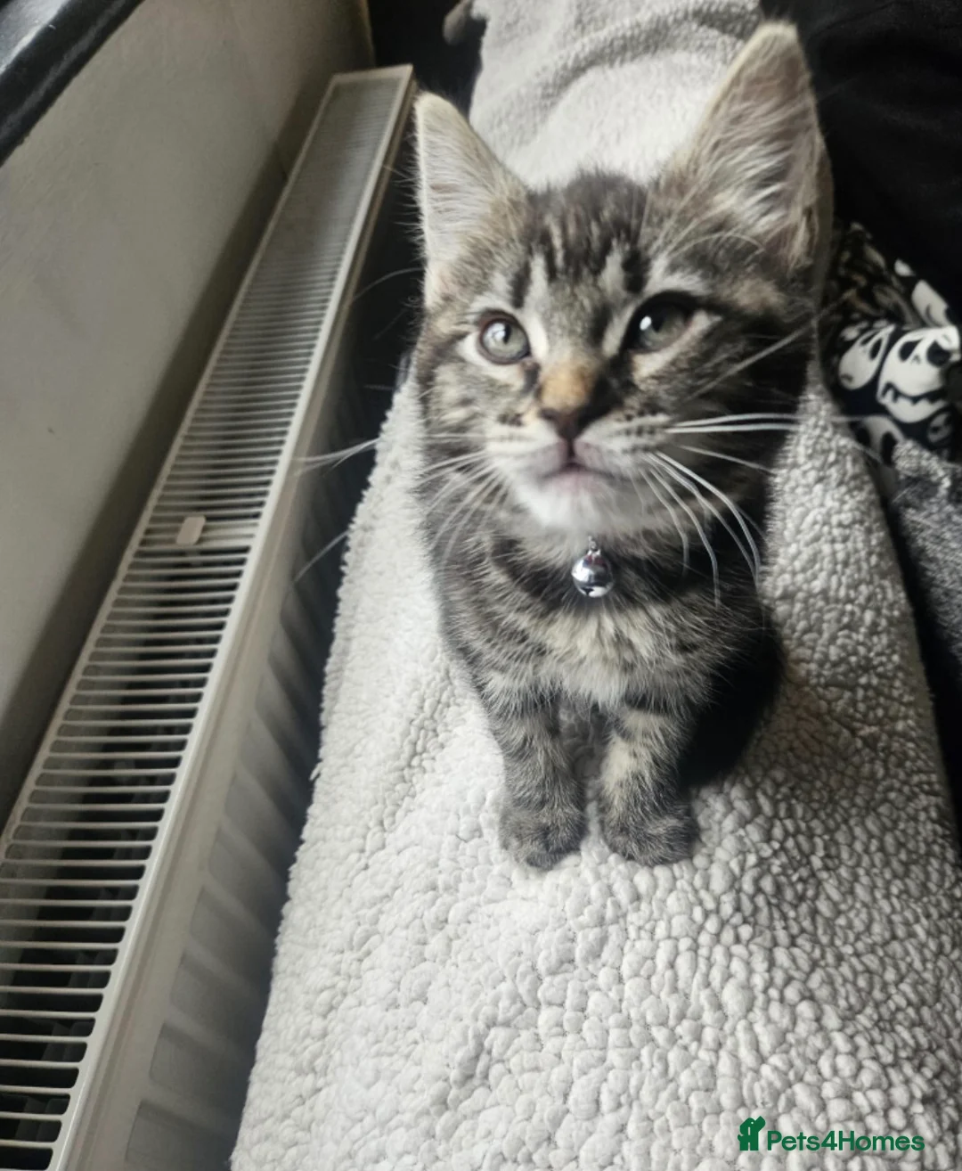 Mixed Breed cats for sale: maincoon kitten - Advert 2