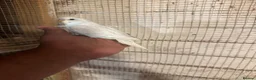 Budgerigars birds for sale: Budgies for sale £40 each collection mk404nn - Advert 7