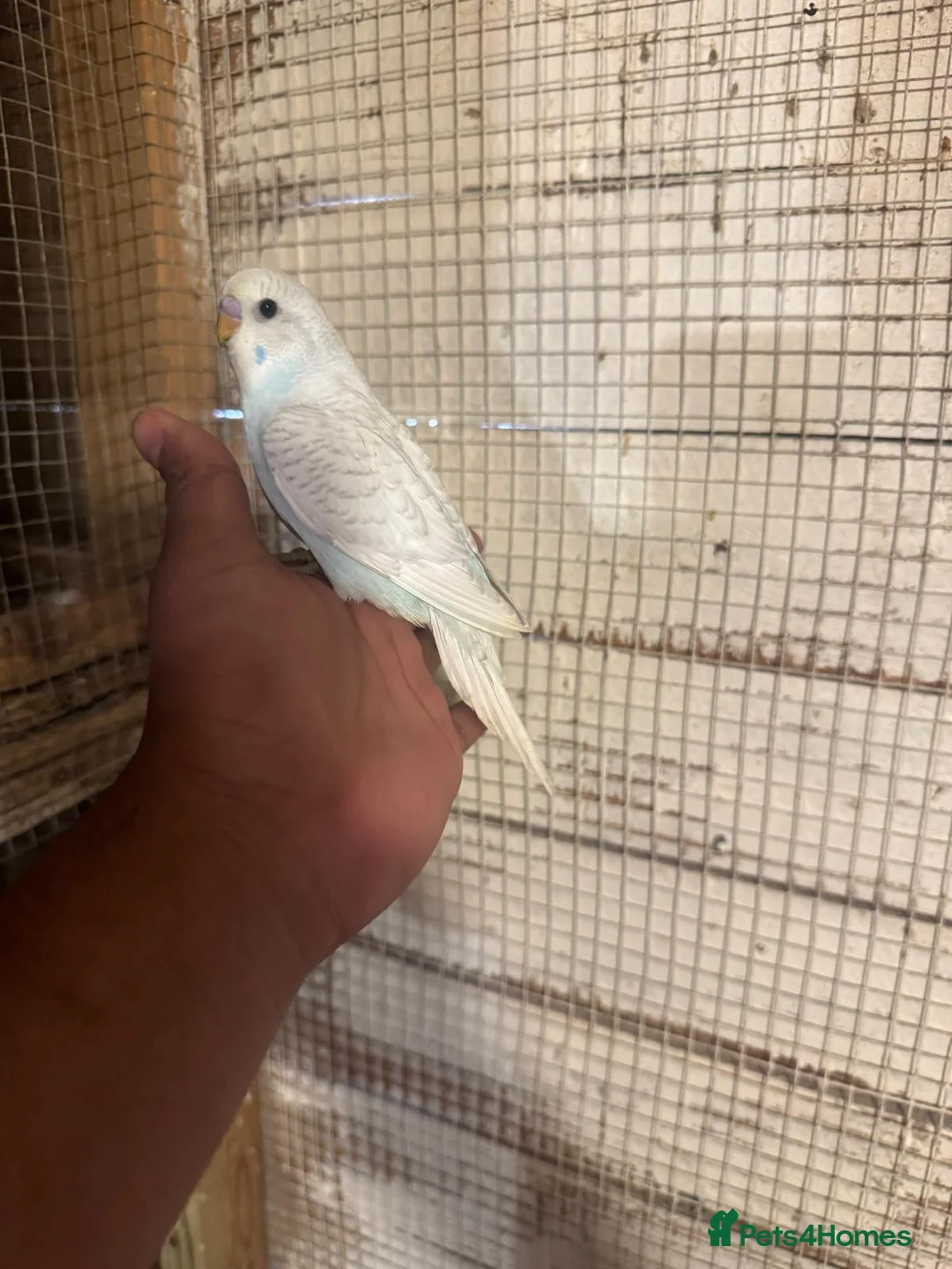 Budgerigars birds for sale: Budgies for sale £40 each collection mk404nn - Advert 7