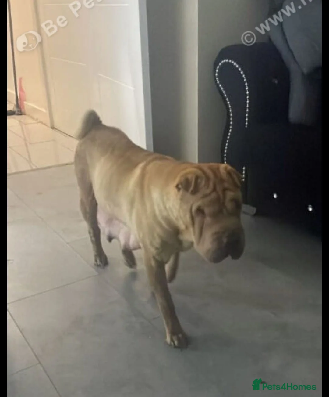 Shar Pei dogs for sale: Rare chocolate and tan brush coat girl shar pei - Advert 2