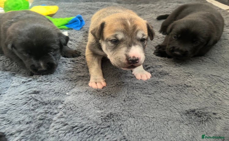 Mixed Breed dogs - Advert 16