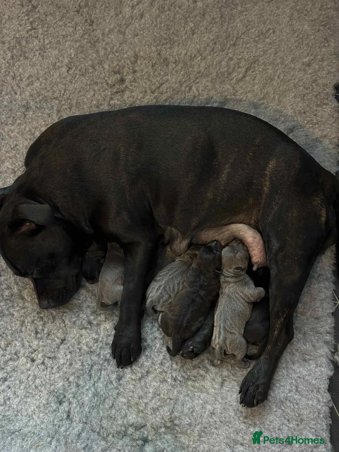 Staffordshire Bull Terrier dogs for sale: Blue/Black Staffordshire Bull Terrier Puppies - Advert 1