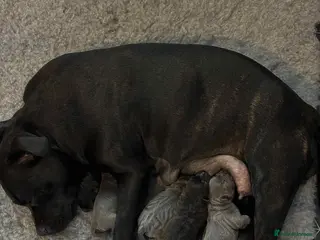 Staffordshire Bull Terrier dogs Blue/Black Staffordshire Bull Terrier Puppies - Advert 1