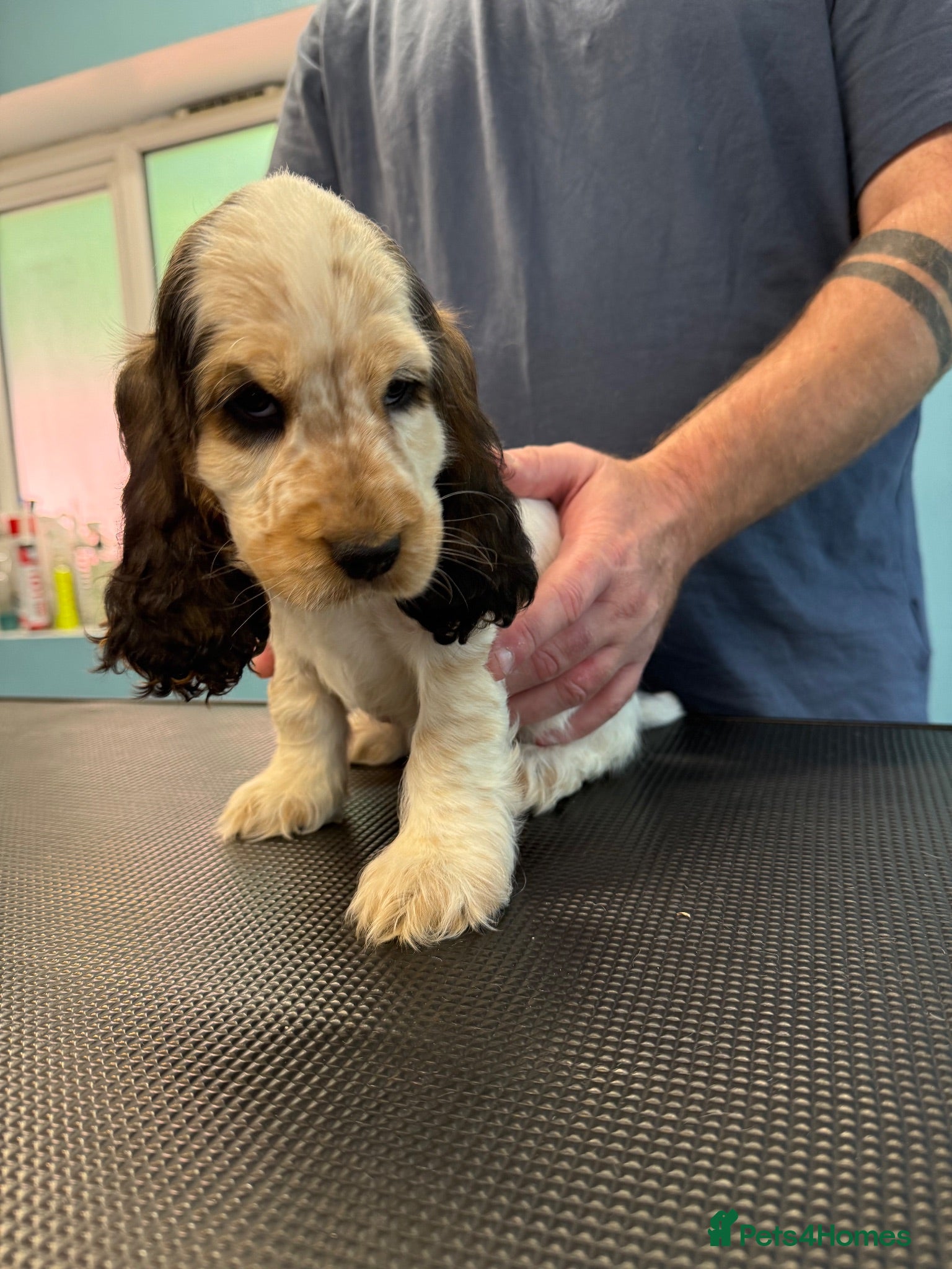 Cocker Spaniel dogs Kc registered playful show cocker spaniel - Advert 2
