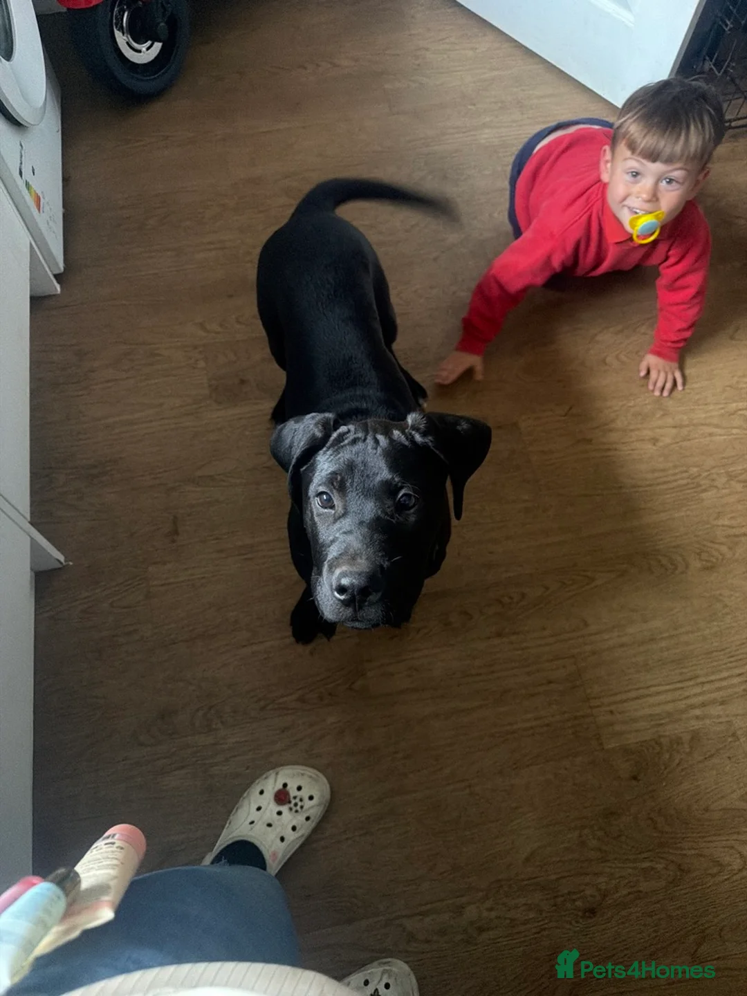 Mixed Breed dogs for sale: Male puppy for sale  in Nuneaton - Advert 2