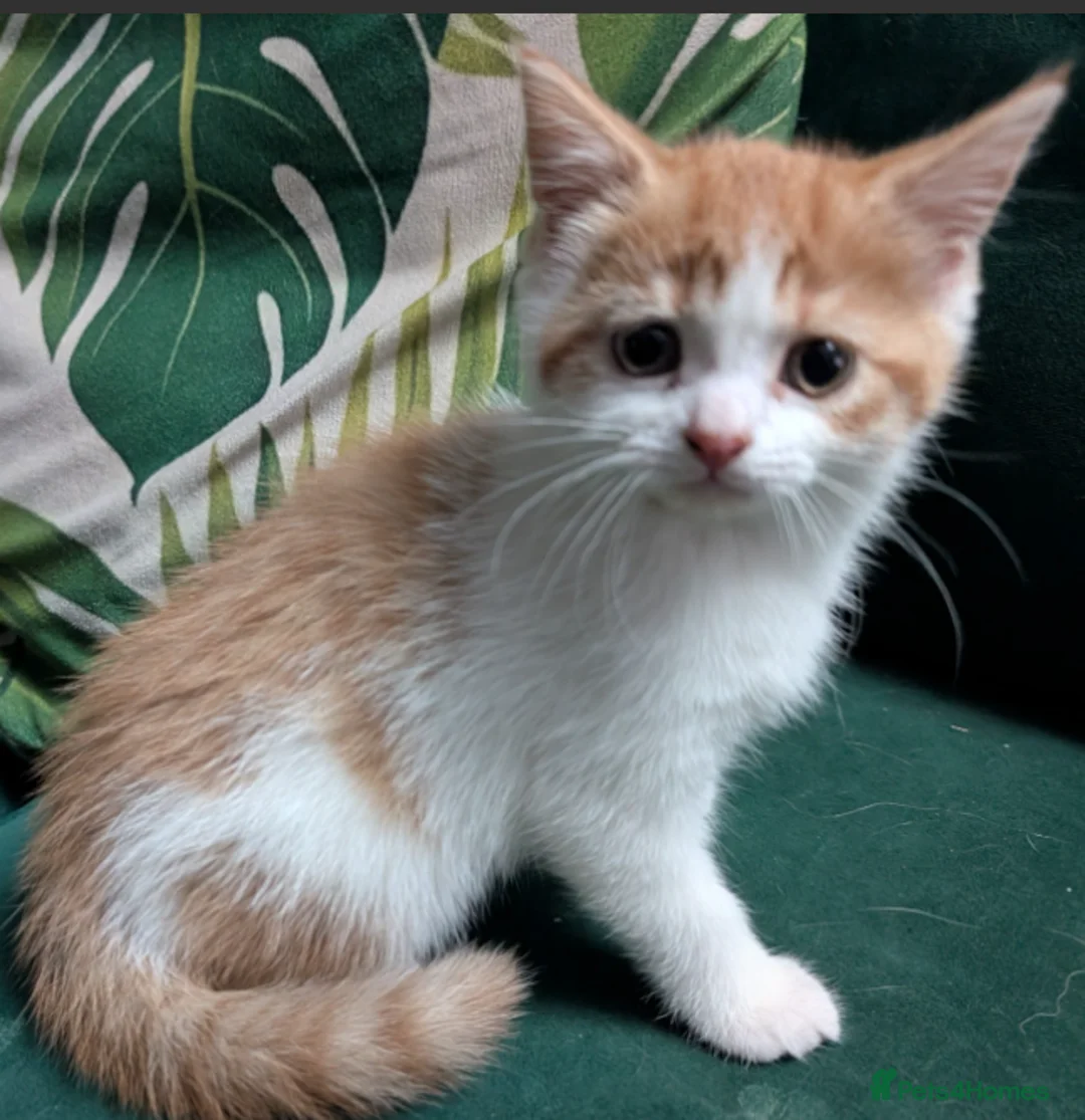 Mixed Breed cats for sale: Gorgeous ginger kittens for sale - Advert 1