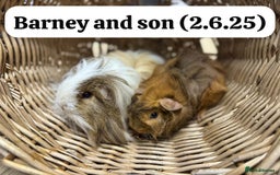 Guinea Pig rodents for sale: Baby guinea pigs ready now. Sheffield - Image 13