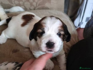Mixed Breed dogs Gorgeous Male Cocker Bassett x Shichon Puppy - Advert 13