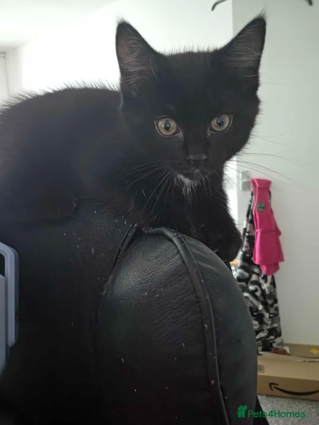 Mixed Breed cats for sale: Mixed Ragdoll Kittens in Salford - Advert 5