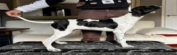 Pointer dogs for sale: Gorgeous Pedigree Pointer Pups - Advert 8