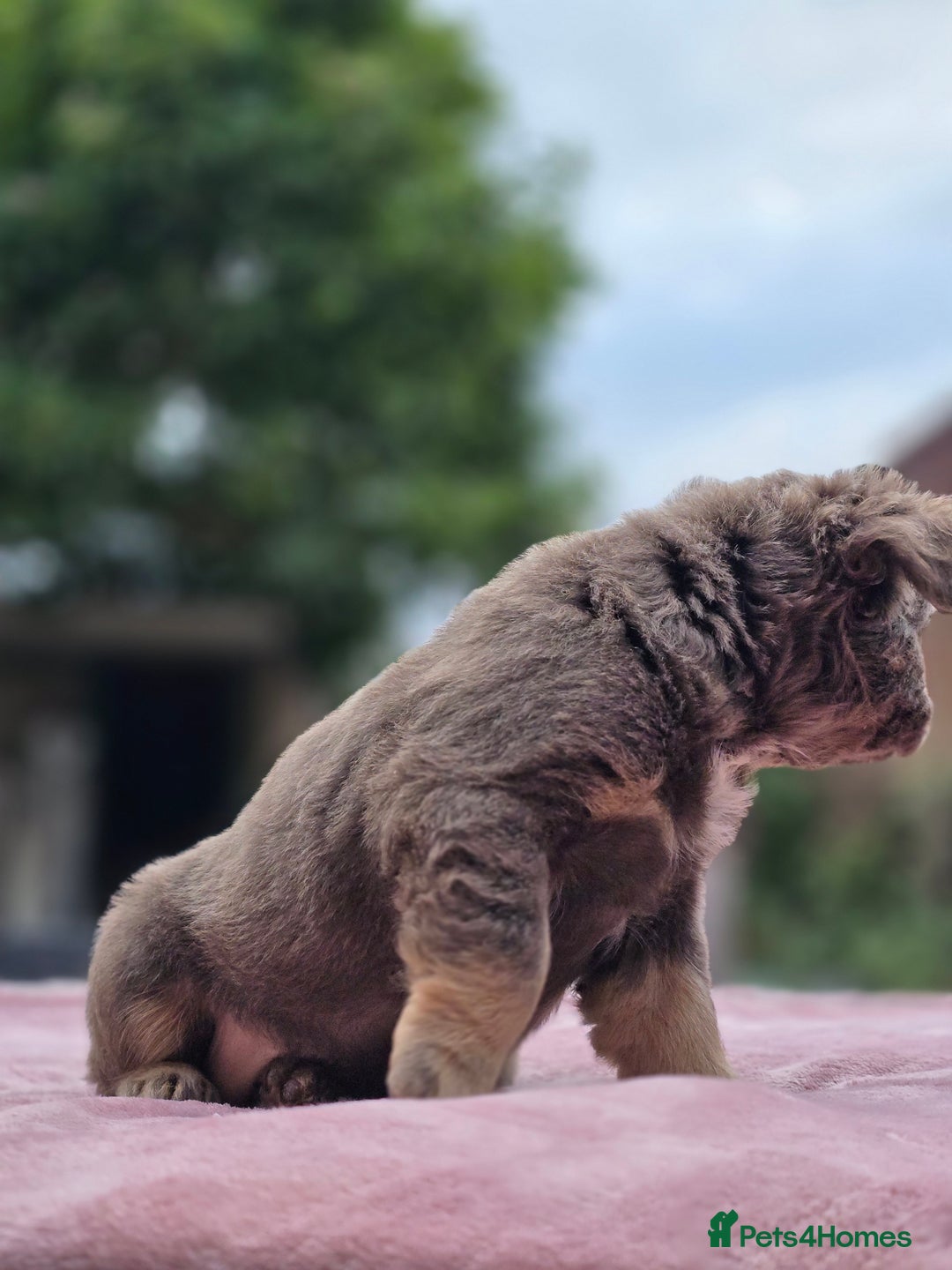 French Bulldog dogs for sale: Fluffy french bulldogs carrying Pink - Image 24