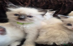 Ragdoll cats for sale: PEDIGREE RAGDOLL KITTENS FROM GCCF REGISTERED - Image 5
