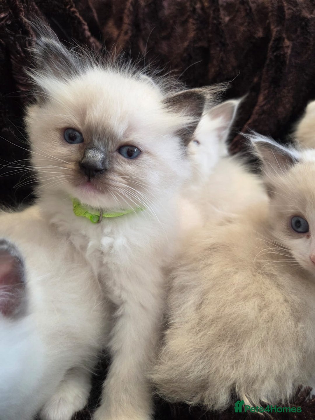 Ragdoll cats for sale: PEDIGREE RAGDOLL KITTENS FROM GCCF REGISTERED - Image 5