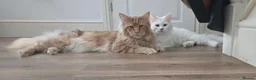 Maine Coon cats for sale: Gorgeous Maine coon kittens  - Advert 4