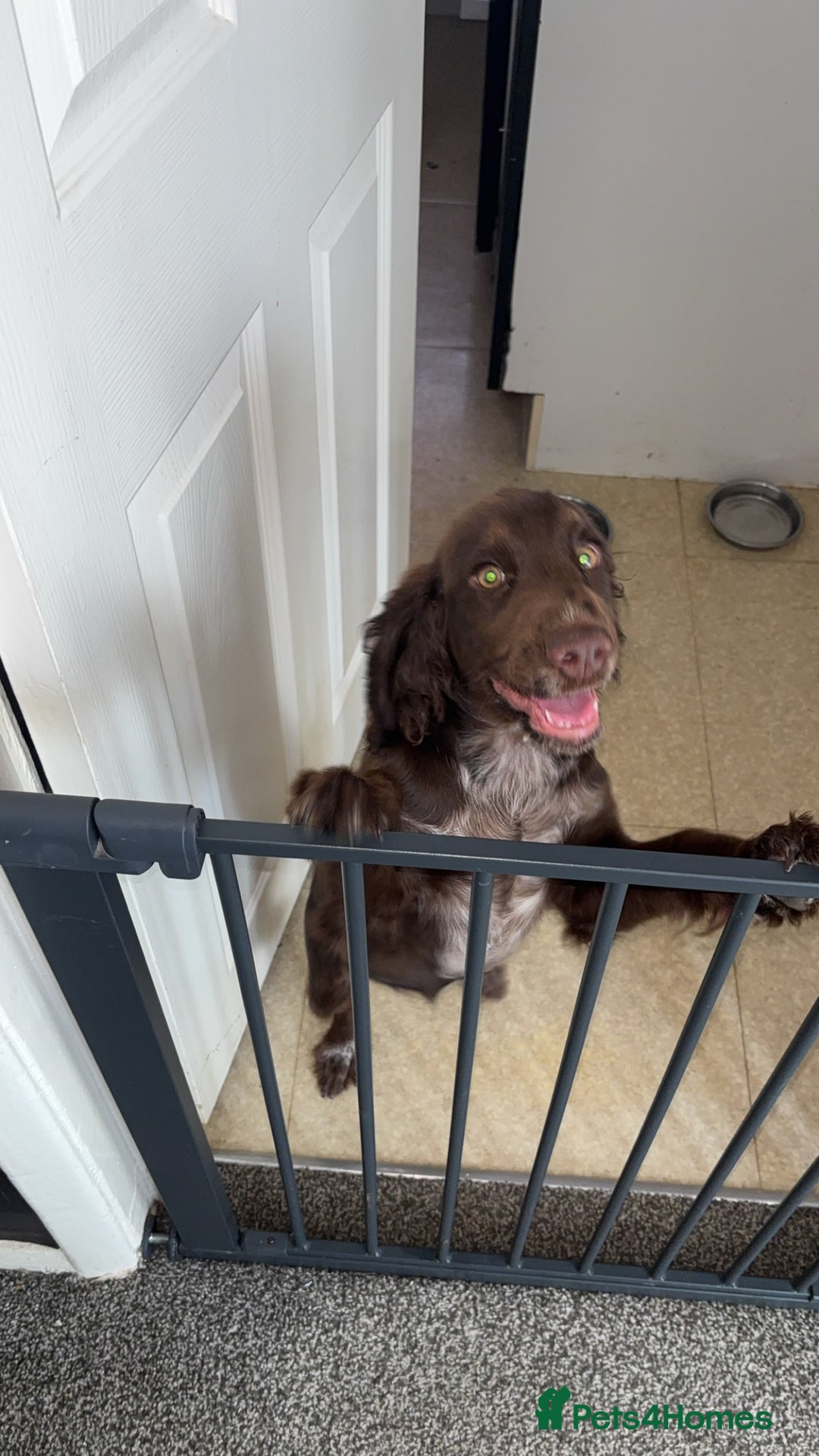 Cockapoo dogs for sale: Cocker spaniel - Image 6