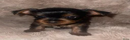 Yorkshire Terrier dogs for sale: Stunning  Yorkshire Terrier puppies 1 Puppy Left - Advert 7