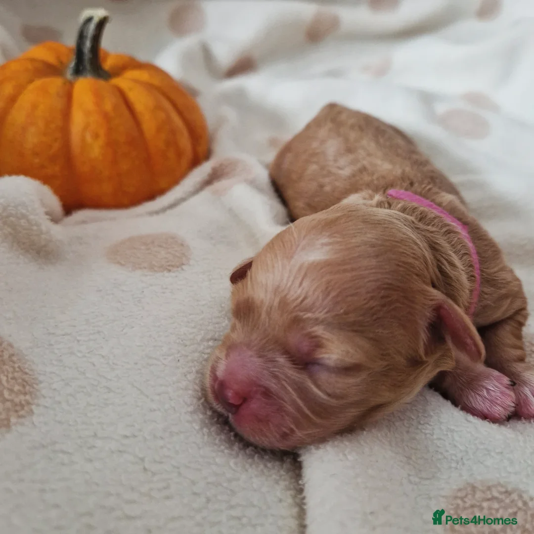 Maltipoo dogs for sale: 🐾✨️Beautiful Maltipoo Pups ready in December!🐾✨️ - Image 2