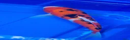 Koi Carp fish for sale: Small Medium & Large Koi Pond Fish in Chorley Carp - Advert 5