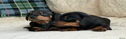 Miniature Dachshund dogs for sale: Four miniature dachshund puppies left  (Scotland) - Advert 12