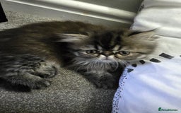Persian cats for sale: Beautiful  persian kitten.  - Image 4