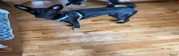 Mixed Breed dogs for adoption: Nesso seeking a home - Advert 3