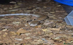 Skink reptiles for sale: CB25 Pink Tongue skink for sale - Image 1