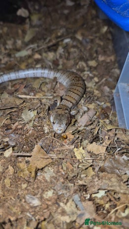 Skink reptiles - Advert 1