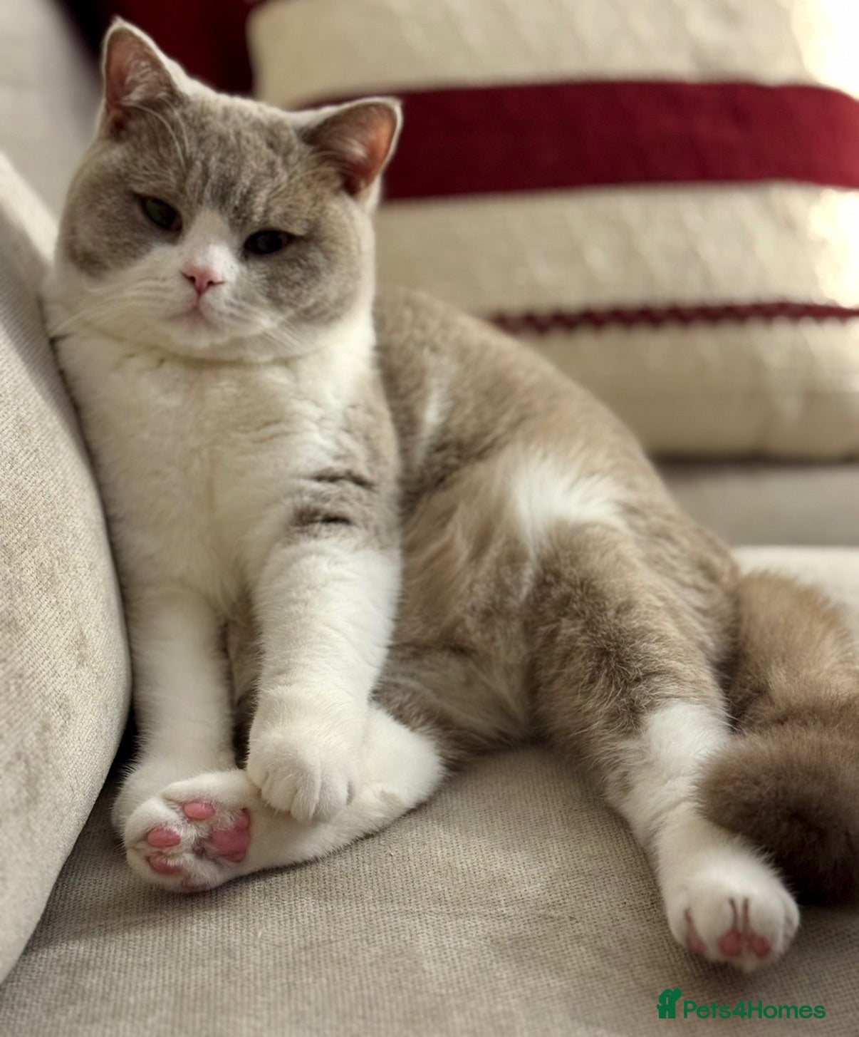 British Shorthair cats Loving home wanted  - Advert 1
