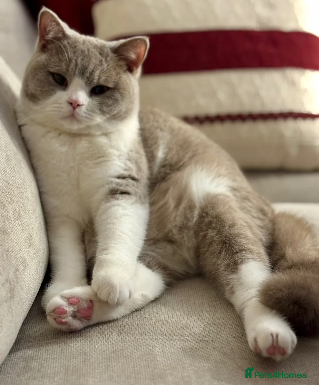British Shorthair cats for sale: Loving home wanted  - Advert 1