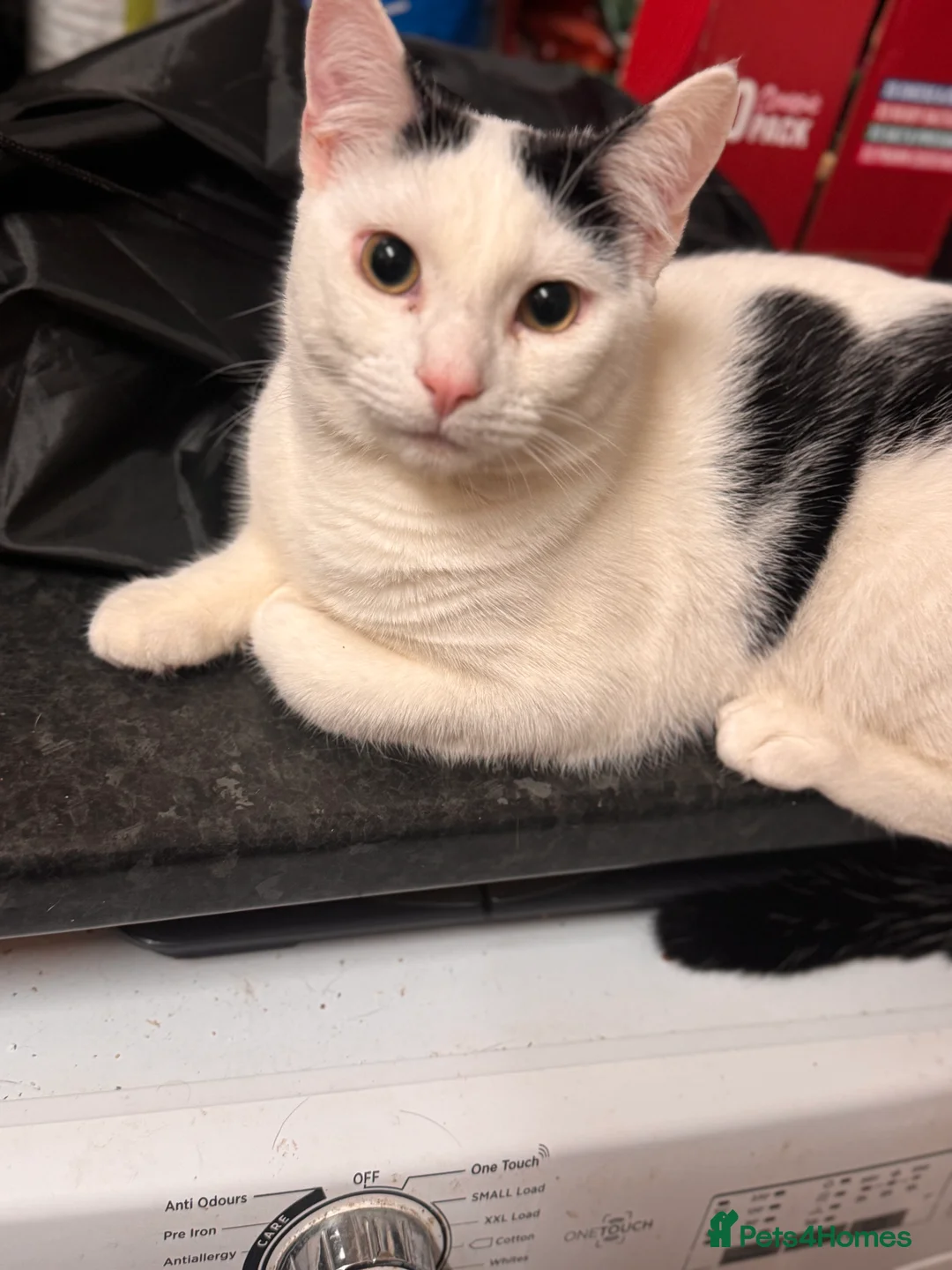 Mixed Breed cats for sale: Two male 8 month old kittens  - Advert 2