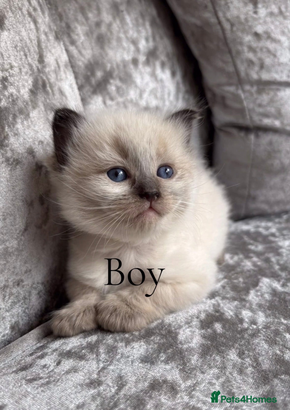 Ragdoll cats Ragdoll kittens  - Advert 1