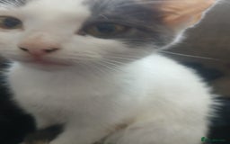 Domestic Shorthair cats for sale: 🐾 9 Beautiful Kittens - Image 21