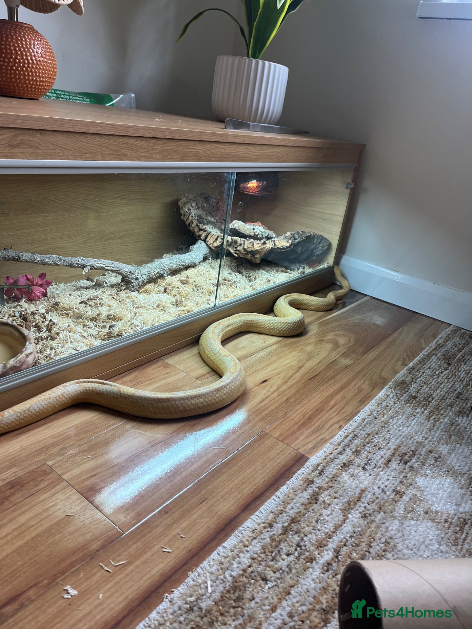 Corn Snake reptiles Male Corn Snake  - Advert 1