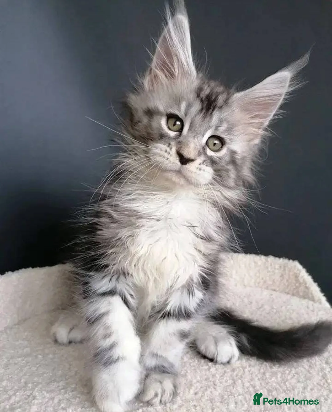 Maine Coon cats for sale: BEAUTIFUL MAINCOON kittens  - Advert 2