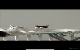 British Shorthair cats for sale: Two sweet siblings looking for forever home - Image 5