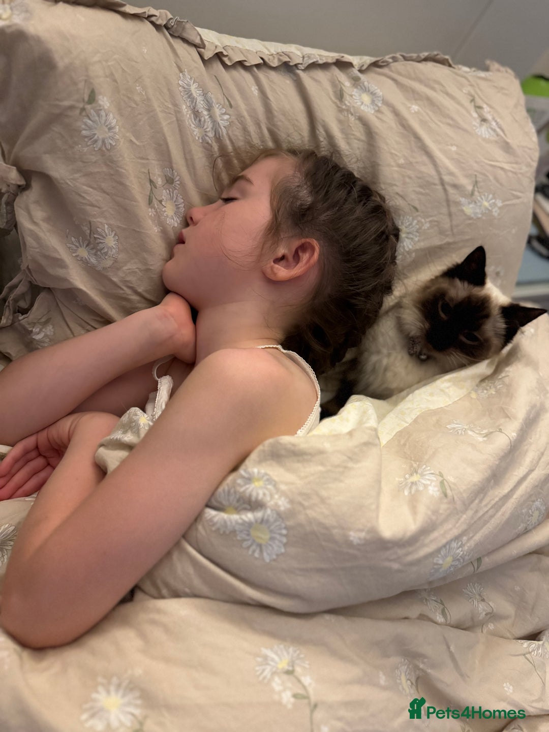 Ragdoll cats for sale: Beautiful Ragdoll kittens open to reasonable offer - Image 18
