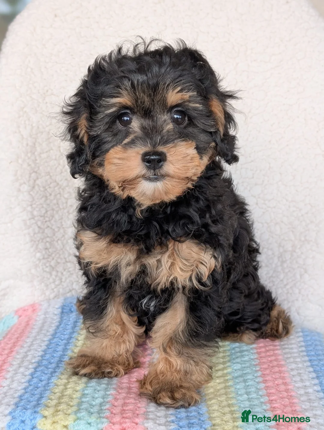 Cavapoo dogs for sale: Adorable (3/4 Cavalier) Cavapoos - Advert 4