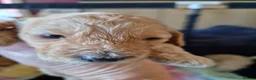 Cockapoo dogs for sale: Cockerpoo puppies  in Grantham - Advert 10