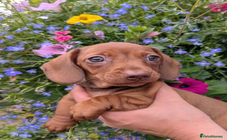 Miniature Dachshund dogs - Advert 2
