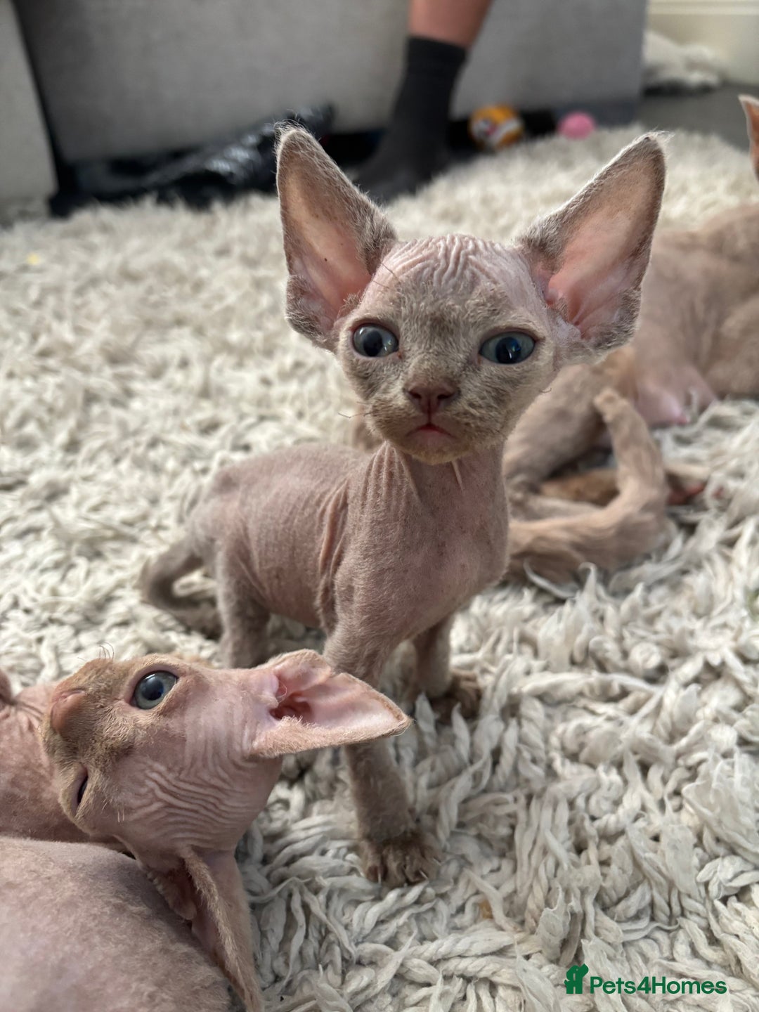 Devon Rex cats for sale: TICA Registered- Lilac Devon Rex Kittens - Image 25