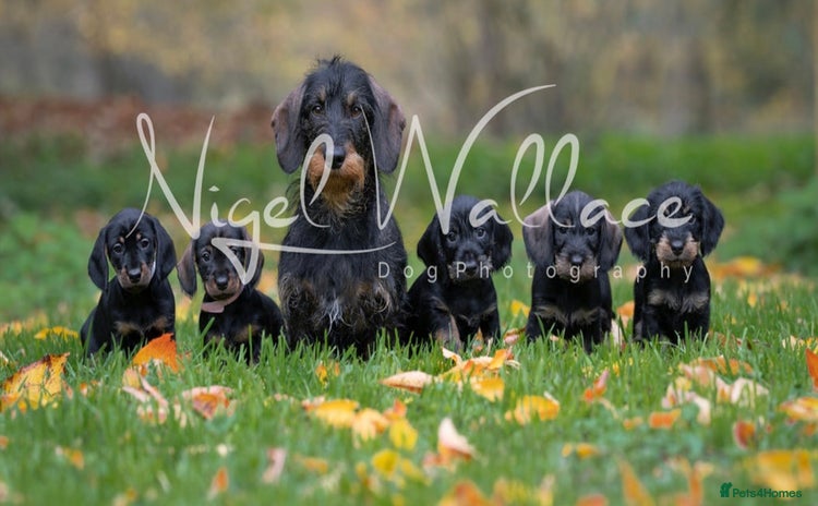 Dachshund dogs Last wirehaired dachshund bitch available 🤍 - Advert 13
