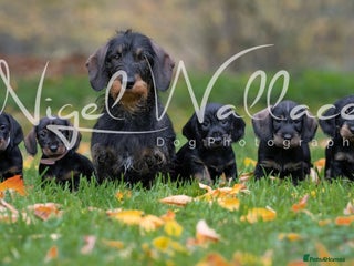 Dachshund dogs Last wirehaired dachshund bitch available 🤍 - Advert 3
