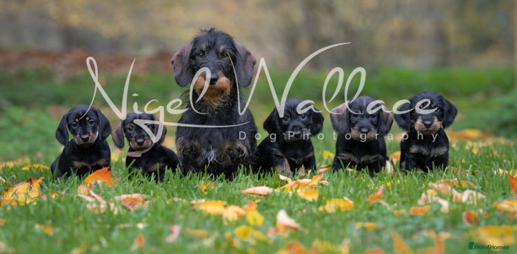 Dachshund dogs Last wirehaired dachshund bitch available 🤍 - Advert 13