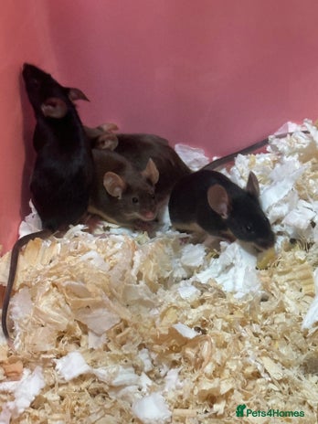 Mouse rodents - Advert 3