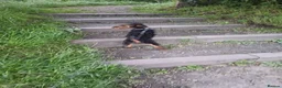 Airedale Terrier dogs for sale: Airedale terrier  - Advert 3