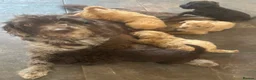 Labradoodle dogs for sale: Labradoodle Puppies  in Market Drayton - Advert 10