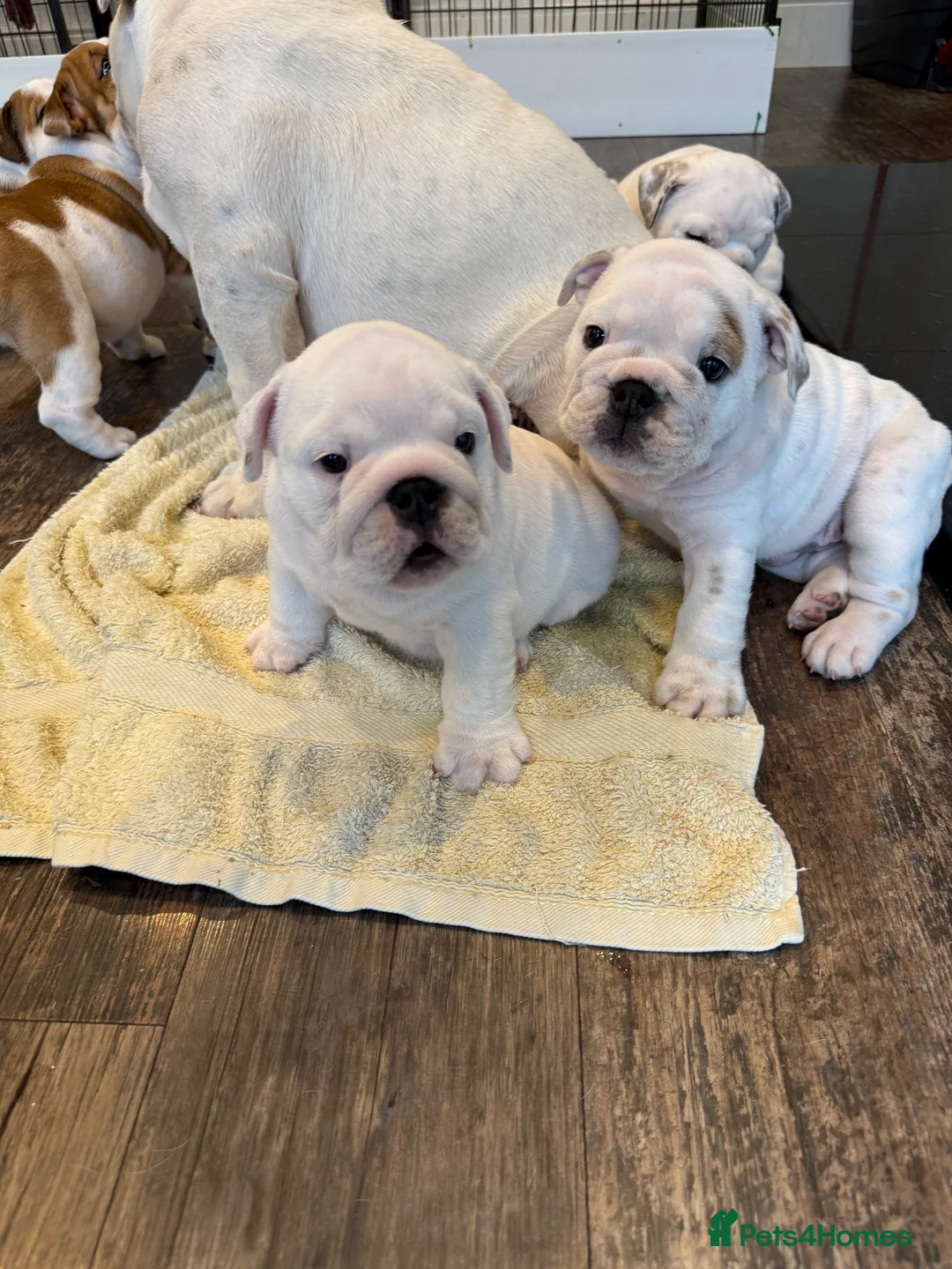 English Bulldog dogs for sale: KC Registered standard puppies - Advert 10