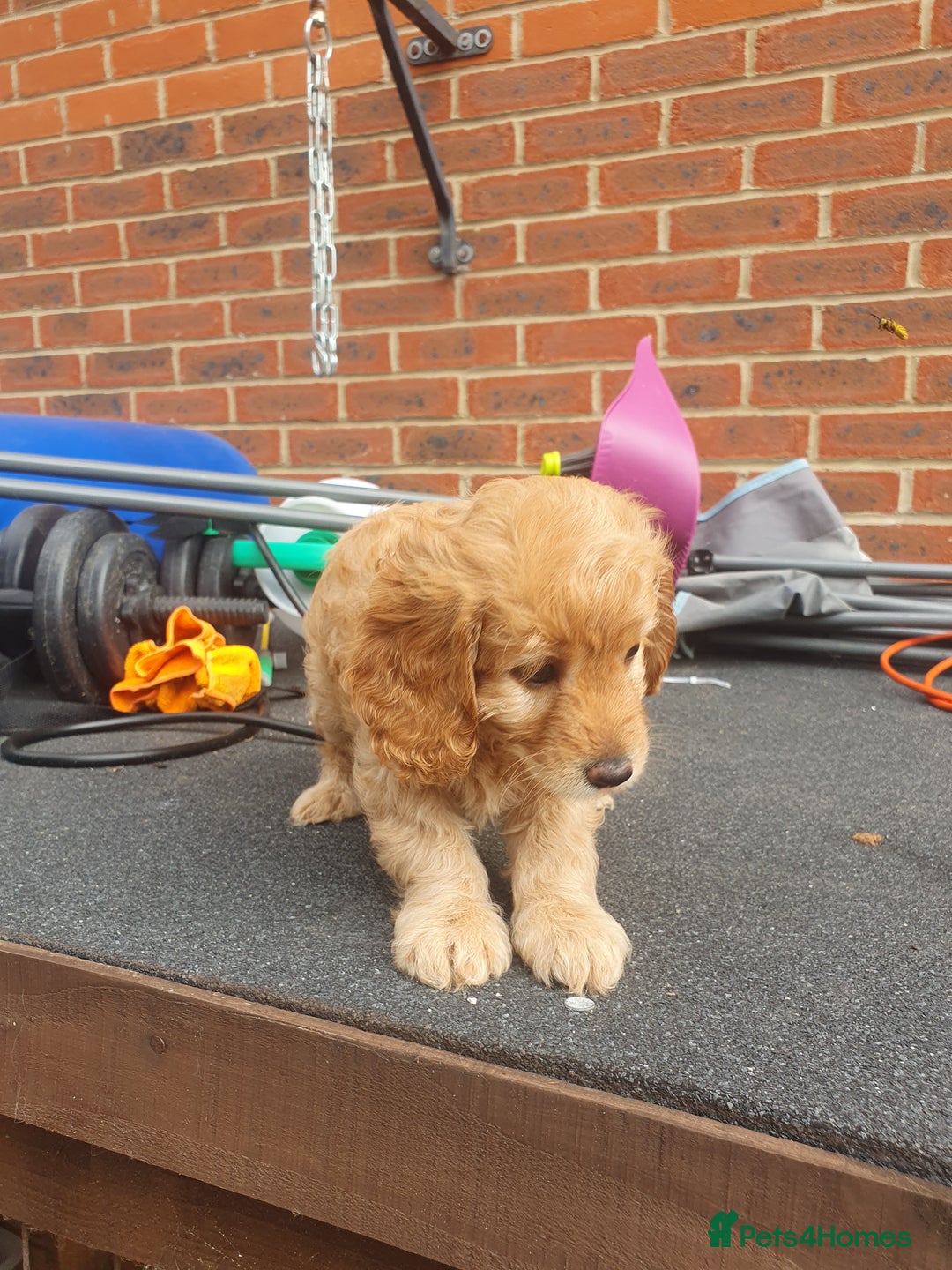 Cockapoo dogs for sale: 2nd generation cockapoo pups - Image 26