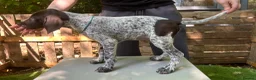 German Shorthaired Pointer dogs for sale: KC Ready to Leave (3 BOYS LEFT) GSP puppies  - Advert 9